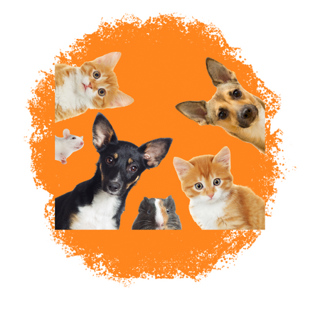 Animales