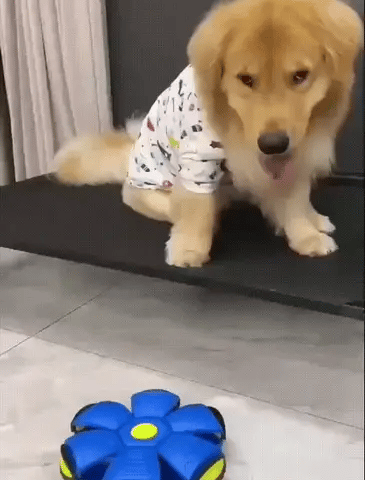 ¡PELOTA VOLADORA DIVERTIDA!