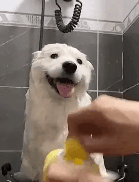 CleanPet Cepillo de Masaje