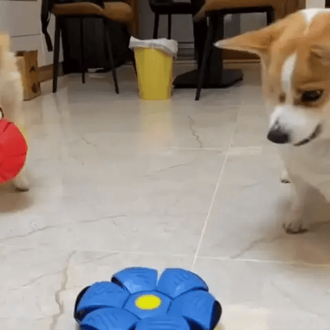¡PELOTA VOLADORA DIVERTIDA!