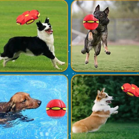 ¡PELOTA VOLADORA DIVERTIDA!
